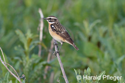 Mühlviertler Braunkehlchen in Gefahr