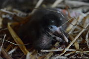 dsc_0777.jpg